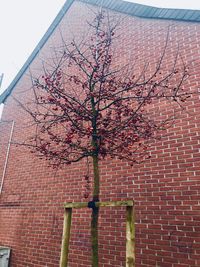 Low angle view of bare tree against brick wall