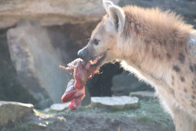 Side view of horse eating