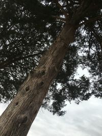 Low angle view of tree