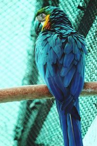 Close-up of parrot perching in cage