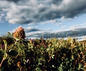 Close-up of thistle on field against sky