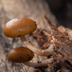 close-up