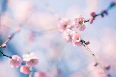 Apricot blossoms blooming on twigs