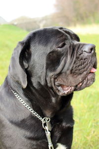 Close-up of black molosser looking away on field