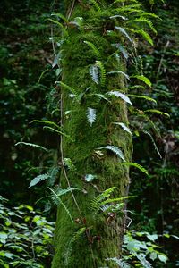 Close-up of moss growing on tree trunk