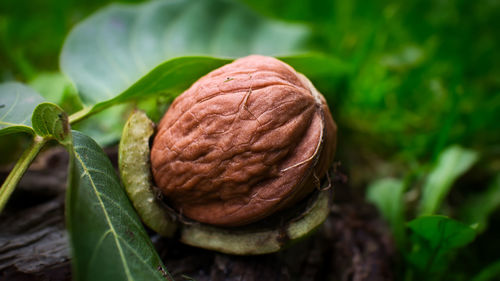 Close-up of fresh green leaves