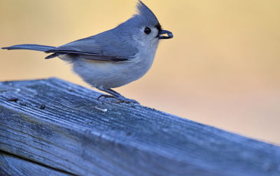 Close-up of titmouse perching on wood