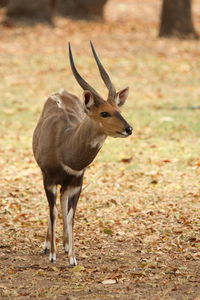 Deer standing on field