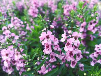 Close-up of pink flowering plants