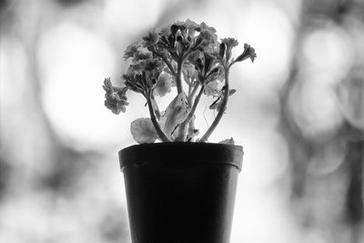 Close-up of potted plant