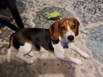 High angle portrait of dog relaxing on floor