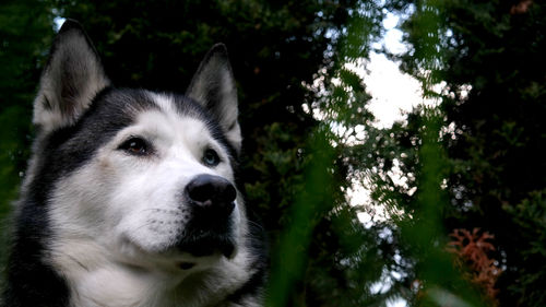 Close-up of dog looking away