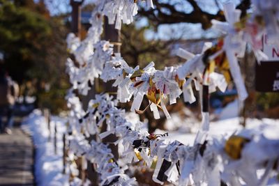 Close-up of snow on tree