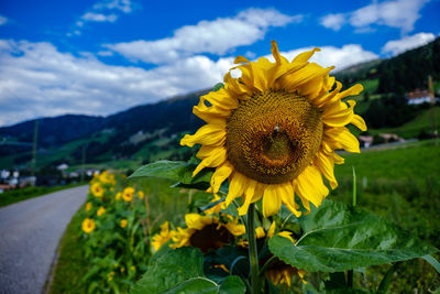 sunflower