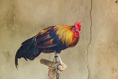 Close-up of a bird perching on wall