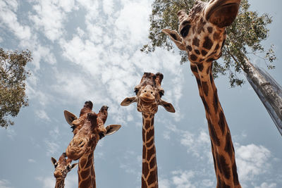 Huge giraffes pulling out their tongues to be photographed.