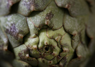 Close up of a raw artichoke point.