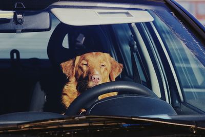 Dog sitting in car seen through windshield