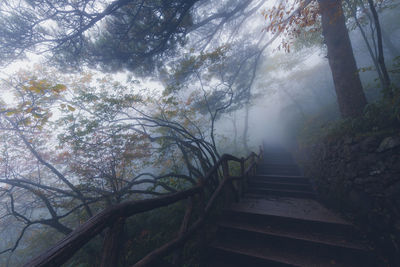 Staircase in forest