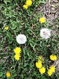 High angle view of yellow flowers blooming on field