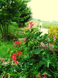 Close-up of red flowering plants against trees