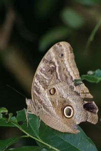 Close-up of butterfly on leaf