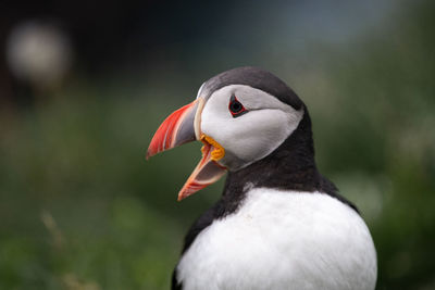 Close-up of bird