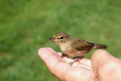 Small wild bird sitting in the palm of your hand 