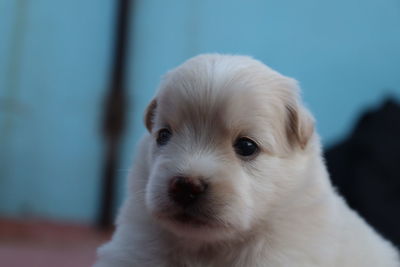 Portrait of white puppy