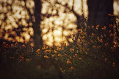 Close-up of tree during sunset