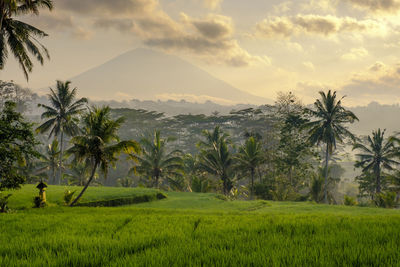 Scenic view of trees on landscape against sky