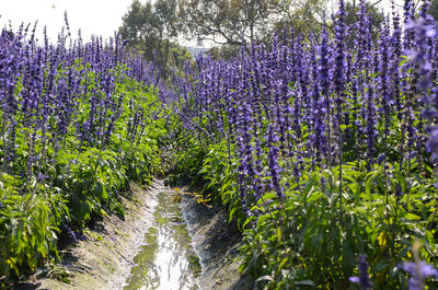 Purple flowers growing on field