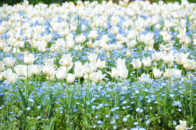 Close-up of white flowering plants in field