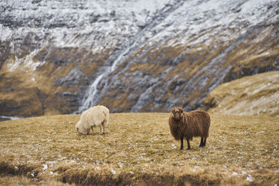 Sheep grazing on field