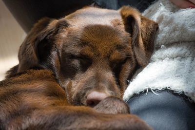 Close-up of dog sleeping on bed at home