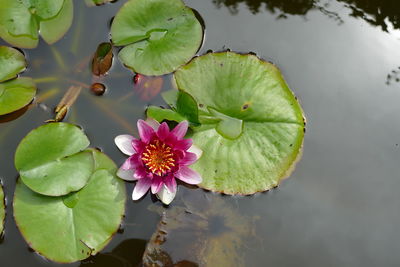 Close-up of lotus water lily in lake