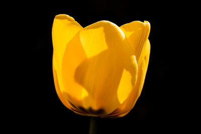 Close-up of yellow flower against black background