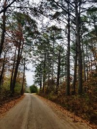 Road amidst trees in forest