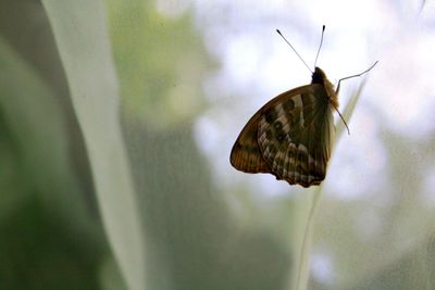 Close-up of butterfly pollinating flower