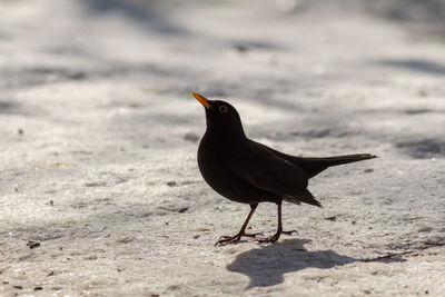 Bird perching on a field