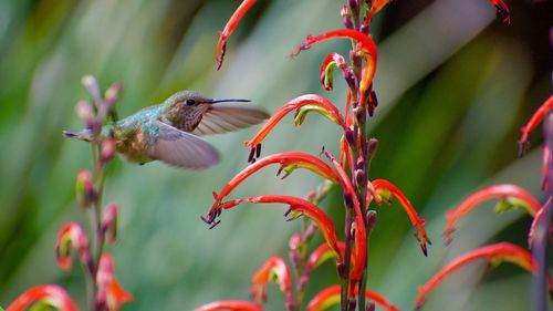 Close-up of bird perching on red flower