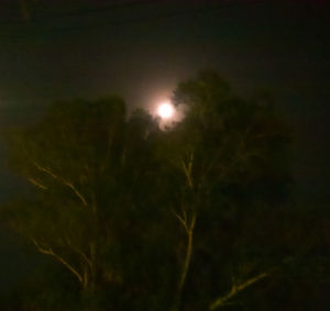 Low angle view of trees against sky at night