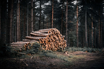 Trees in forest