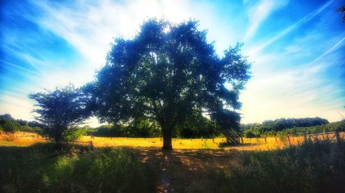 Trees on field against sky