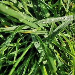 Full frame shot of wet plants