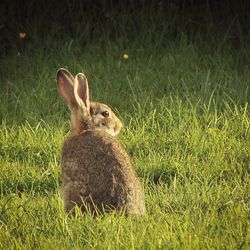 Dog grazing on grassy field