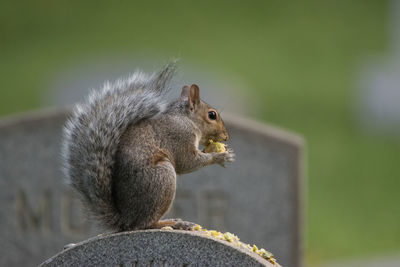 Squirrel sitting on a grave eating 