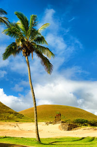 Palm tee on field against sky