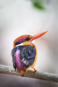 Close-up of bird perching on twig