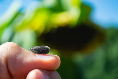 Close-up of hand holding leaf